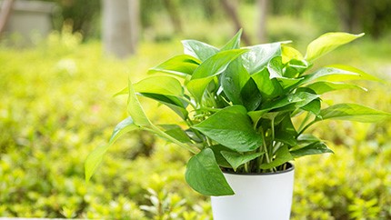 為什么綠蘿突然長(zhǎng)黃葉子？