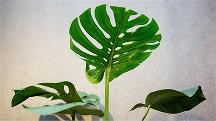 為什么在店里長(zhǎng)得好好的植物，買(mǎi)回家就命都沒(méi)了？